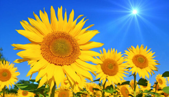 girassol-jardim-sol-1017-1400x800